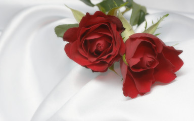 duo de roses sur satin blanc