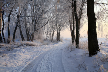 Winter scenery, frozen trees , country road