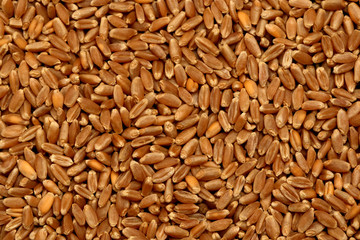 Wheat Grain Texture
