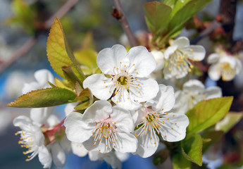 Cherry tree in village