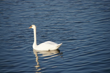 Schwan