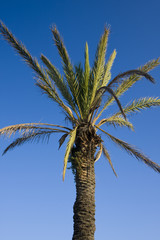 palm tree on a blue sky