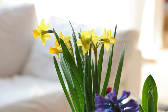 Spring at home