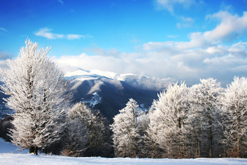 Winter Scenics