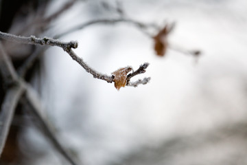 Frosty leaf
