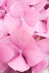 Kissenbezug Rosa Blütenblätter Hintergrund © Paul Maguire