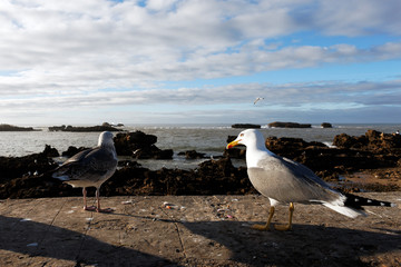 mouette du soir