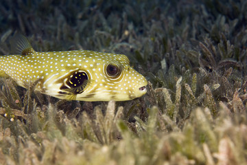 whitespotted puffer