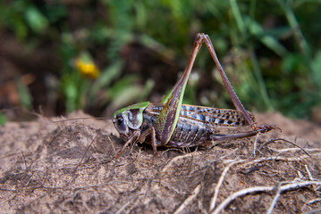 grasshoper