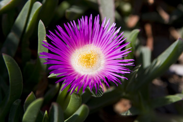 closeup of a purple flower