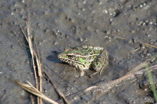 Southern Leopard Frog