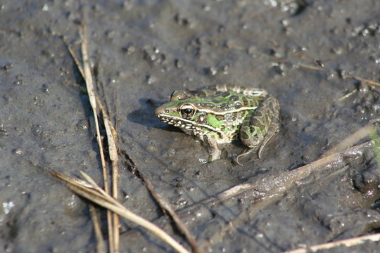 Southern Leopard Frog