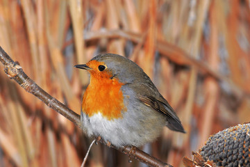 European robin redbreast