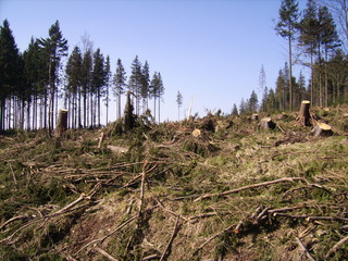 Beseitigung der Sturmschäden