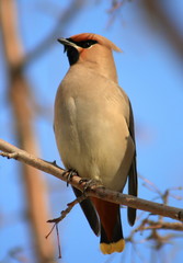 waxwings
