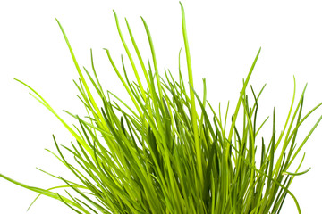 Obraz premium Schnittlauch isoliert auf weißem Hintergrund