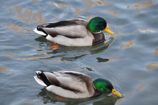canards
