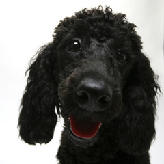 Puppy Standard Poodle