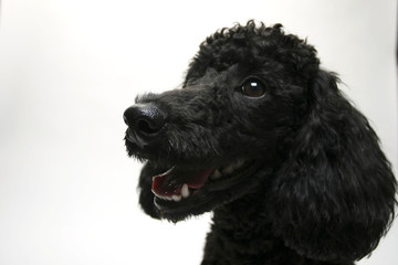 Puppy Standard Poodle