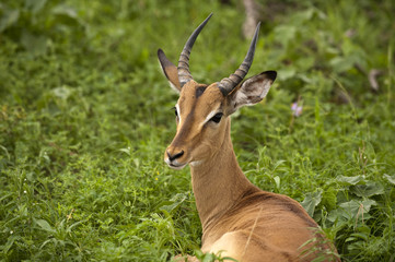 Obraz premium Young male impala