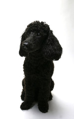 Puppy Standard Poodle