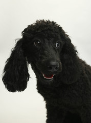 Puppy Standard Poodle