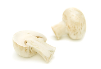 Fresh mushrooms isolated on a white background