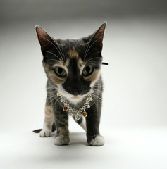 Calico Cat