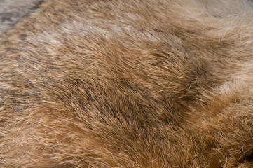 Fur Background