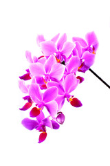 Fototapeta na wymiar full blossoming pink orchid phalaenopsis