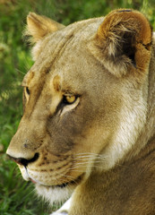 Lioness Headshot
