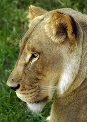 Lioness Headshot