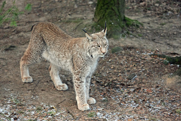 Obraz premium Luchs