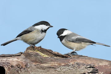 Pair of Birds on a Log