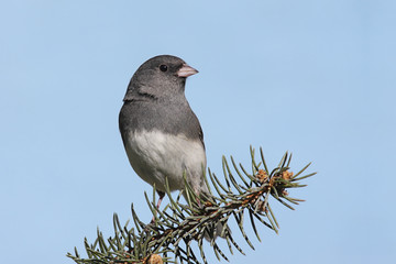 Dark-eyed Junco