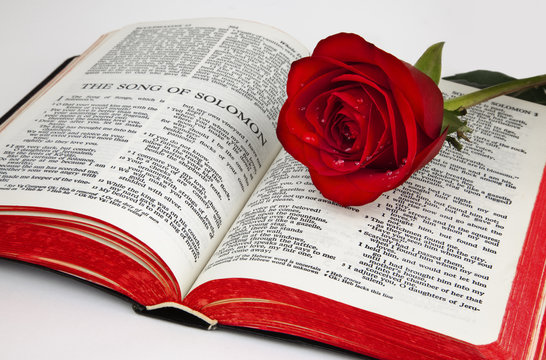 Solomon's Rose
