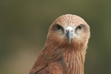 Black Kite