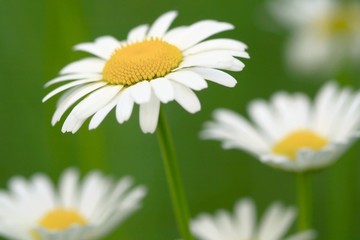 Obraz na płótnie Canvas Daisy flowers (selective DOF), look of spring