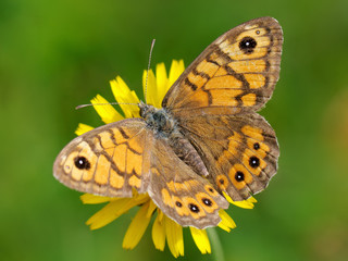 Fototapeta premium butterfly Satyridae megaera