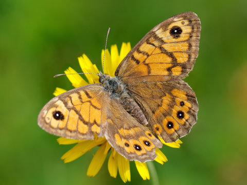 butterfly Satyridae megaera