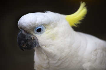 White Sulphur Crested Cockatoo Hong Kong Bird Market