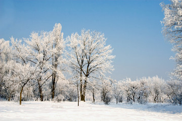 White landscape