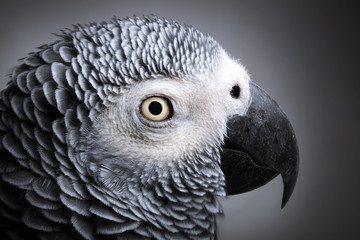 African Grey Parrot