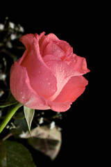 Pink rose on black background