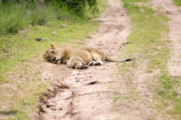 lion resting on a road, Kruger Park