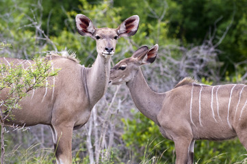Kudu mother with her cub