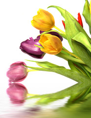 Obraz premium tulipes