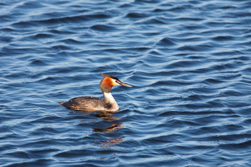 Great crested grebe