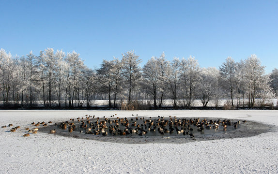 Ducks in the Ice-hole