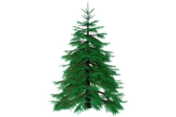 3d fir tree render isolated